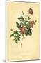 Alpine Brier Rose-null-Mounted Poster