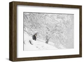 Alpine chamois, Gran Paradiso National Park, Italy-David Pattyn-Framed Photographic Print