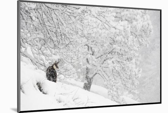 Alpine chamois, Gran Paradiso National Park, Italy-David Pattyn-Mounted Photographic Print