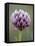 Alpine Clover (Trifolium Dasyphyllum), Mount Evans, Colorado-null-Framed Stretched Canvas