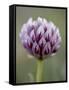 Alpine Clover (Trifolium Dasyphyllum), Mount Evans, Colorado-null-Framed Stretched Canvas