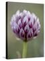 Alpine Clover (Trifolium Dasyphyllum), Mount Evans, Colorado-null-Stretched Canvas