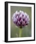 Alpine Clover (Trifolium Dasyphyllum), Mount Evans, Colorado-null-Framed Photographic Print