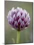 Alpine Clover (Trifolium Dasyphyllum), Mount Evans, Colorado-null-Mounted Photographic Print