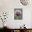 Alpine Clover (Trifolium Dasyphyllum), Mount Evans, Colorado-null-Photographic Print displayed on a wall