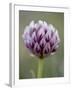 Alpine Clover (Trifolium Dasyphyllum), Mount Evans, Colorado-null-Framed Photographic Print