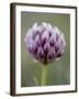 Alpine Clover (Trifolium Dasyphyllum), Mount Evans, Colorado-null-Framed Photographic Print