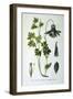 Alpine Columbine, 1893-null-Framed Giclee Print