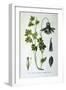 Alpine Columbine, 1893-null-Framed Giclee Print