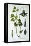 Alpine Columbine, 1893-null-Framed Stretched Canvas