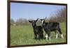 Alpine Dairy Goat Kid(S) in Spring Pasture, East Troy, Wisconsin, USA-Lynn M^ Stone-Framed Photographic Print