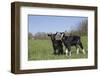 Alpine Dairy Goat Kid(S) in Spring Pasture, East Troy, Wisconsin, USA-Lynn M^ Stone-Framed Photographic Print