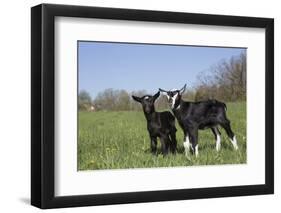 Alpine Dairy Goat Kid(S) in Spring Pasture, East Troy, Wisconsin, USA-Lynn M^ Stone-Framed Photographic Print