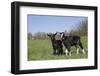 Alpine Dairy Goat Kid(S) in Spring Pasture, East Troy, Wisconsin, USA-Lynn M^ Stone-Framed Photographic Print