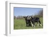 Alpine Dairy Goat Kid(S) in Spring Pasture, East Troy, Wisconsin, USA-Lynn M^ Stone-Framed Photographic Print