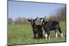 Alpine Dairy Goat Kid(S) in Spring Pasture, East Troy, Wisconsin, USA-Lynn M^ Stone-Mounted Photographic Print