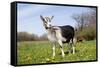 Alpine (Dairy Greed) Goat Doe Standing in Meadow, East Troy, Wisconsin, USA-Lynn M^ Stone-Framed Stretched Canvas