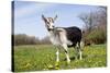 Alpine (Dairy Greed) Goat Doe Standing in Meadow, East Troy, Wisconsin, USA-Lynn M^ Stone-Stretched Canvas