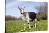 Alpine (Dairy Greed) Goat Doe Standing in Meadow, East Troy, Wisconsin, USA-Lynn M^ Stone-Stretched Canvas