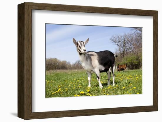 Alpine (Dairy Greed) Goat Doe Standing in Meadow, East Troy, Wisconsin, USA-Lynn M^ Stone-Framed Photographic Print