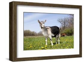 Alpine (Dairy Greed) Goat Doe Standing in Meadow, East Troy, Wisconsin, USA-Lynn M^ Stone-Framed Photographic Print