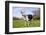 Alpine (Dairy Greed) Goat Doe Standing in Meadow, East Troy, Wisconsin, USA-Lynn M^ Stone-Framed Photographic Print