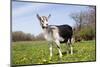 Alpine (Dairy Greed) Goat Doe Standing in Meadow, East Troy, Wisconsin, USA-Lynn M^ Stone-Mounted Photographic Print