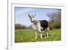 Alpine (Dairy Greed) Goat Doe Standing in Meadow, East Troy, Wisconsin, USA-Lynn M^ Stone-Framed Photographic Print