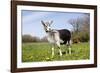Alpine (Dairy Greed) Goat Doe Standing in Meadow, East Troy, Wisconsin, USA-Lynn M^ Stone-Framed Photographic Print