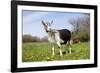 Alpine (Dairy Greed) Goat Doe Standing in Meadow, East Troy, Wisconsin, USA-Lynn M^ Stone-Framed Photographic Print