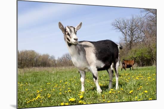 Alpine (Dairy Greed) Goat Doe Standing in Meadow, East Troy, Wisconsin, USA-Lynn M^ Stone-Mounted Photographic Print