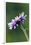 Alpine Daisy-Ken Archer-Framed Photographic Print