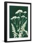 Alpine Flower I Green-Kathy Ferguson-Framed Art Print