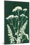 Alpine Flower I Green-Kathy Ferguson-Mounted Art Print
