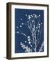 Alpine Flower IV-Kathy Ferguson-Framed Art Print