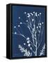 Alpine Flower IV-Kathy Ferguson-Framed Stretched Canvas