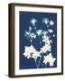 Alpine Flower V-Kathy Ferguson-Framed Art Print