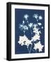 Alpine Flower V-Kathy Ferguson-Framed Art Print