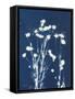 Alpine Flower VI-Kathy Ferguson-Framed Stretched Canvas