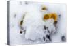 Alpine Flowers after June Snow Storm-W. Perry Conway-Stretched Canvas
