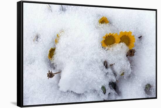 Alpine Flowers after June Snow Storm-W. Perry Conway-Framed Stretched Canvas