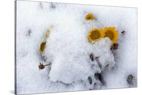 Alpine Flowers after June Snow Storm-W. Perry Conway-Stretched Canvas