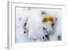 Alpine Flowers after June Snow Storm-W. Perry Conway-Framed Photographic Print