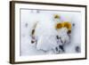 Alpine Flowers after June Snow Storm-W. Perry Conway-Framed Photographic Print