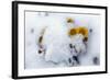 Alpine Flowers after June Snow Storm-W. Perry Conway-Framed Photographic Print