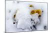 Alpine Flowers after June Snow Storm-W. Perry Conway-Mounted Photographic Print