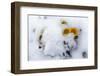 Alpine Flowers after June Snow Storm-W. Perry Conway-Framed Photographic Print