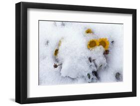 Alpine Flowers after June Snow Storm-W. Perry Conway-Framed Photographic Print