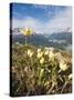 Alpine Flowers and Views of Celerina and St. Moritz from Atop Muottas Muragl, Switzerland-Michael DeFreitas-Stretched Canvas