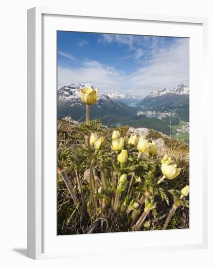 Alpine Flowers and Views of Celerina and St. Moritz from Atop Muottas Muragl, Switzerland-Michael DeFreitas-Framed Photographic Print